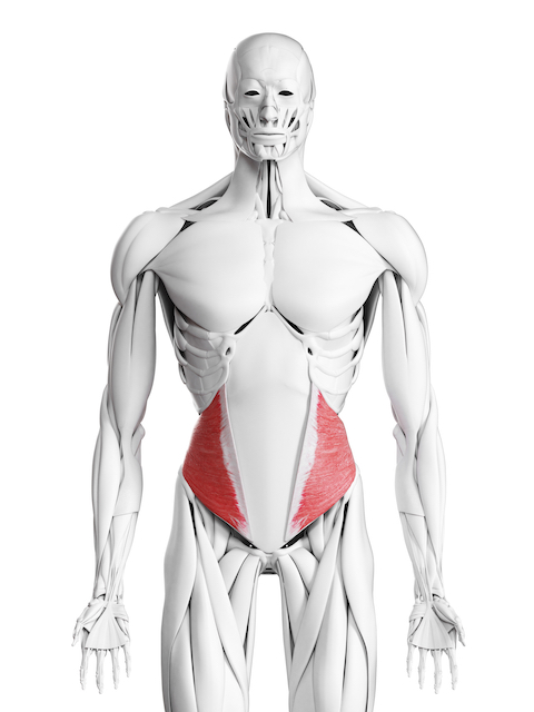strengthen-oblique-muscles-internal