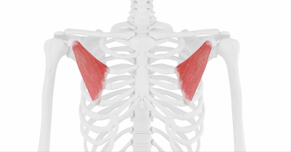 pectoralis muscle stretch 3