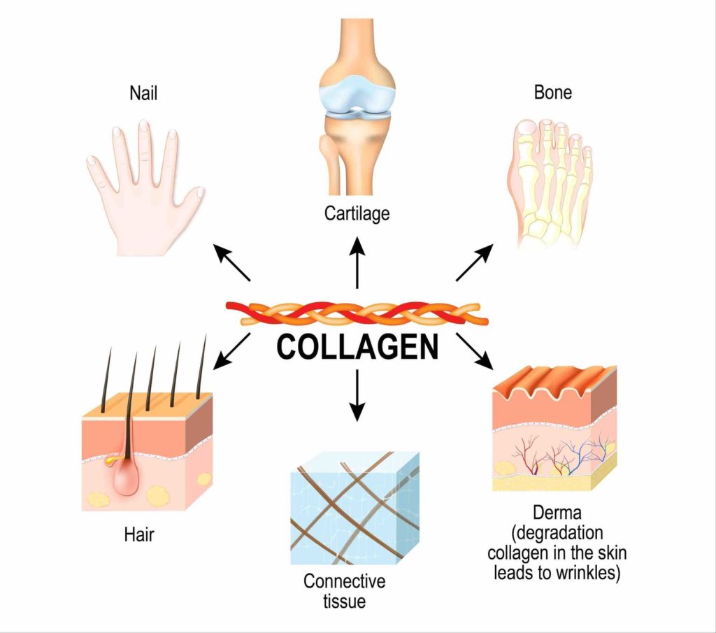 health benefits of collagen 3